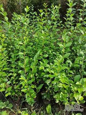 Лигуструм (Жив плет) Продава