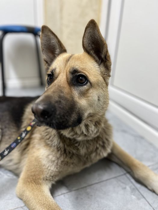 Поиск дома для Киры