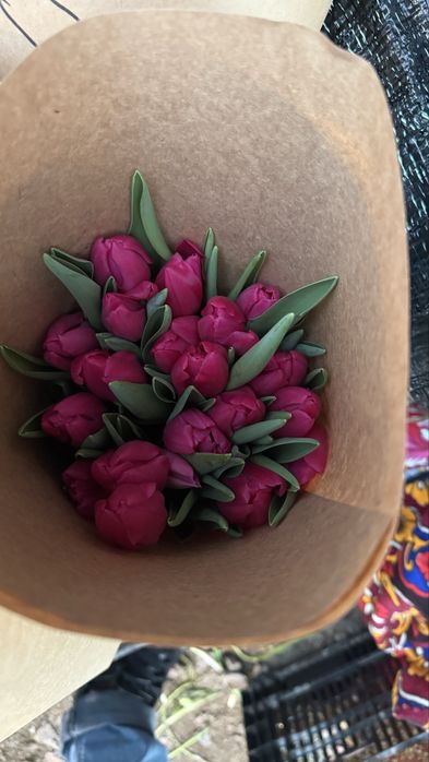 Тюльпан большой.