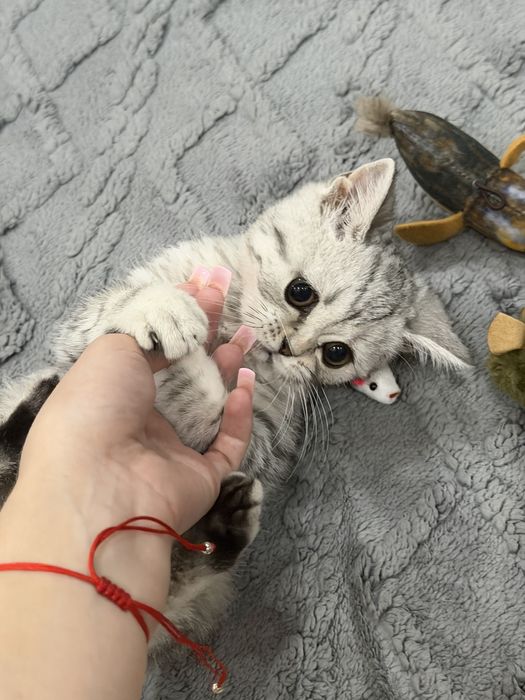 Британский короткошерстный котенок