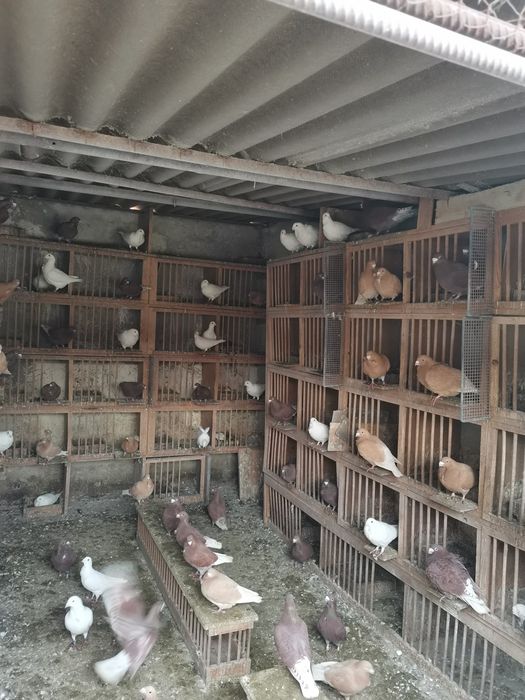 Vând porumbei voiajori cu floare albi galbeni și rosii