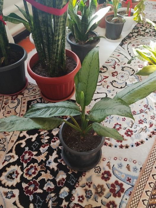 Диффенбахия цветы