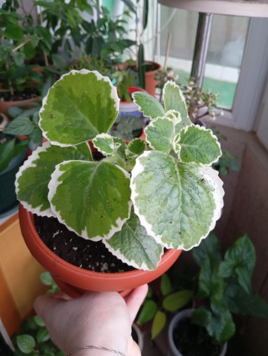 Продам комнатные растения