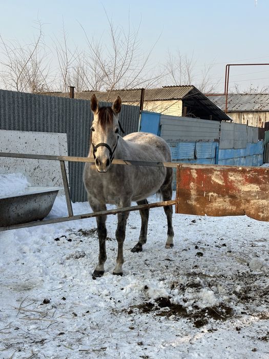 Арабская чистокровная