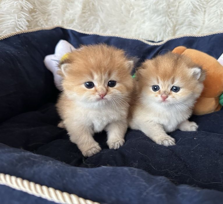 Златни британски чинчили