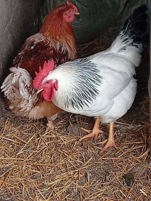 Продам черного петуха