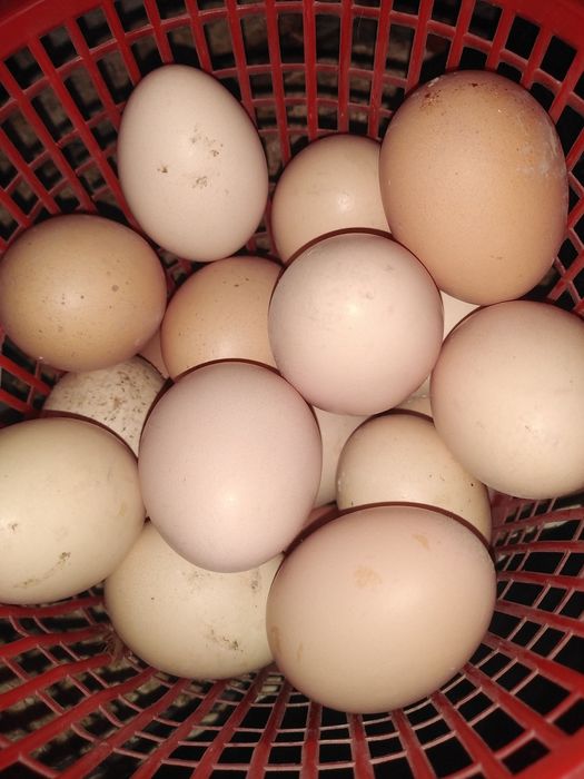 Domashniy jaydari tuxumlar bor