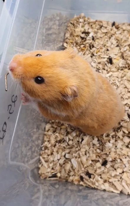 Сирийский хомяк мальчик