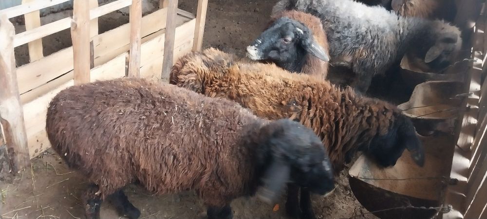 Семіз бағылған тоқтылар