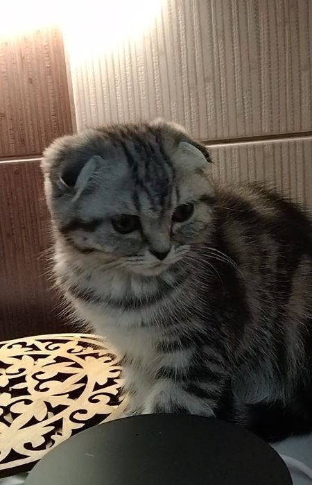 Шикарная Шотландская девочка - фолдик