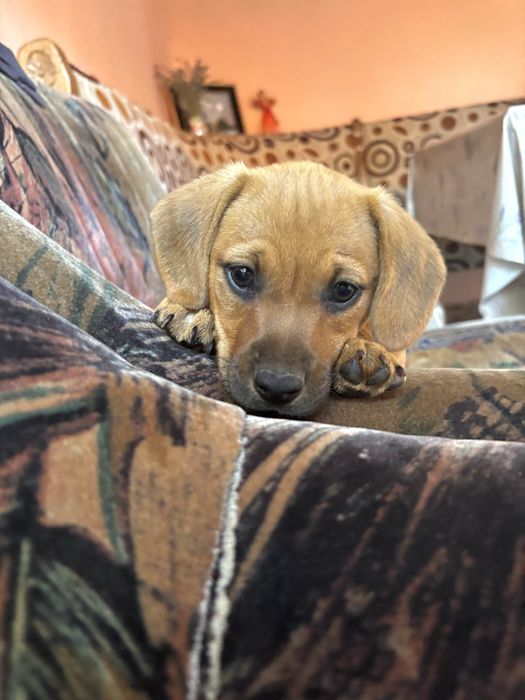 Cățelușă spre adopție – talie mică, 3 luni