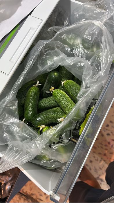 Огурец огурцы қияр сатылады