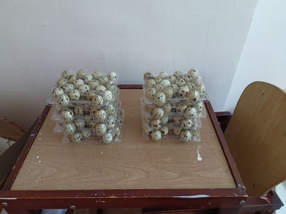 Бөдене жұмыртқасы