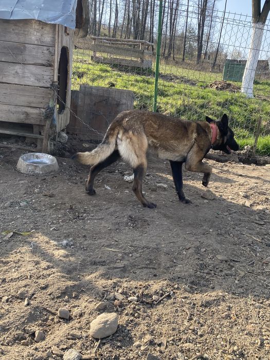 Vand femela Belgian Malinois