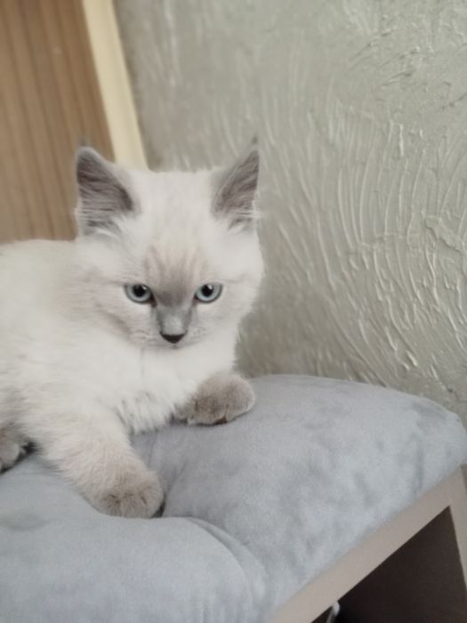 Британский 2 месяца