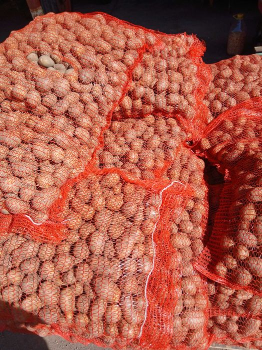 Cartofi de sămânță