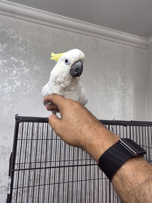 Папугай Какаду желтохохловый