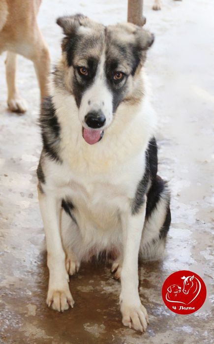 Подарите Мальвине семью