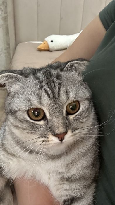 Продам кошку скотиш фолд
