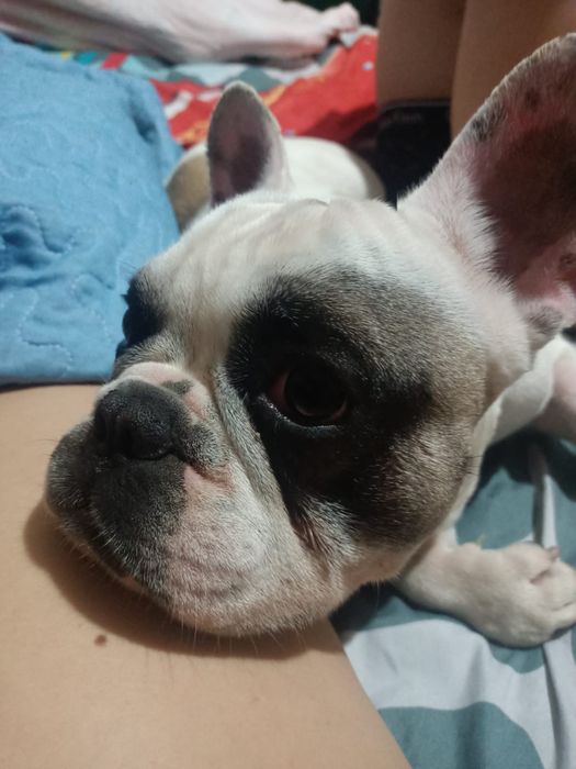 Французский бульдог