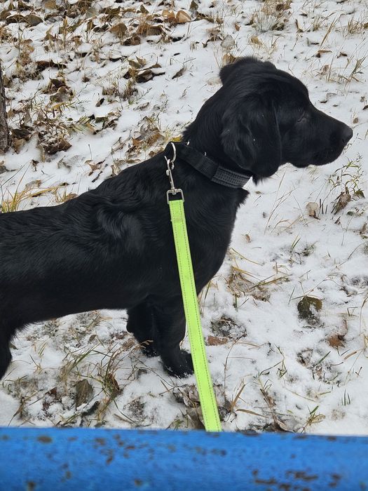 Отдам собаку в хорошие руки