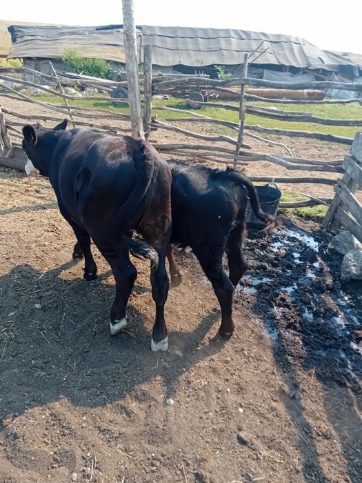 Vând o vaca și 3 vitei.