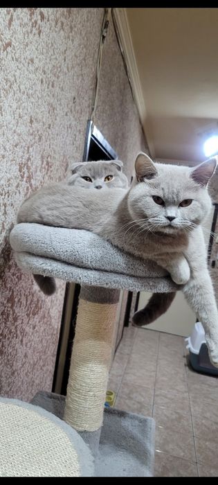 Шотландско клепоухо коте Женско