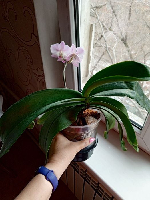 Цветущая орхидея Джиллиан