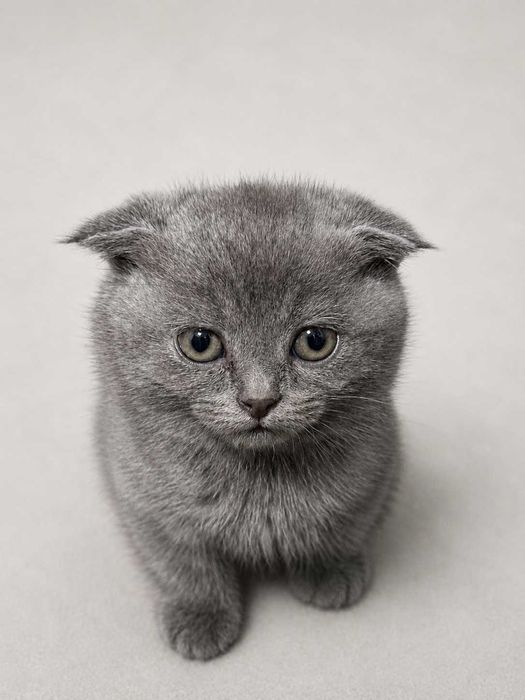 Scottish Fold mushuk sotiladi bolalari blan