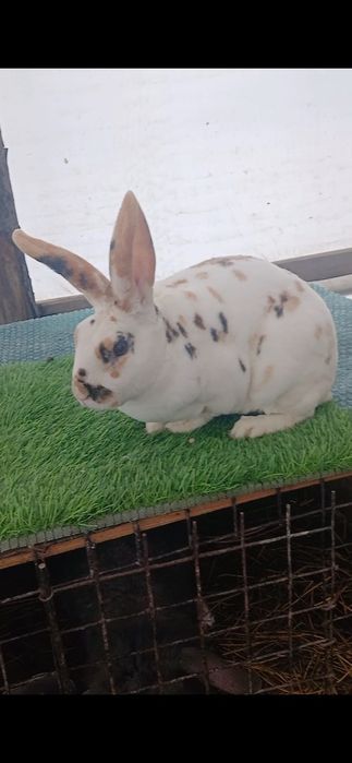 Vând iepuri diferite rase