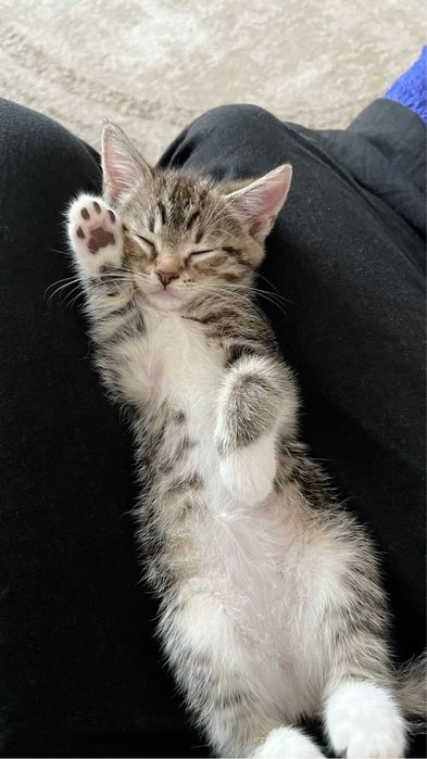 Кошка маленькая 2 месяца, ласковая, спокойная