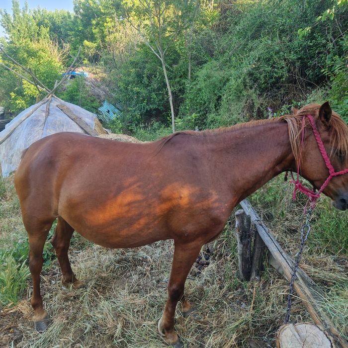 Iapa de vânzare Bârlad