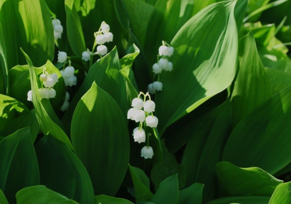 Продам хризантемы,ирисы