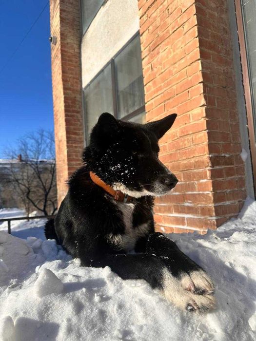 Пристраивается пес Рекс