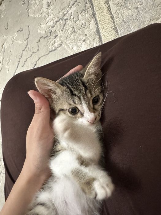 Кошки только в хорошие руки