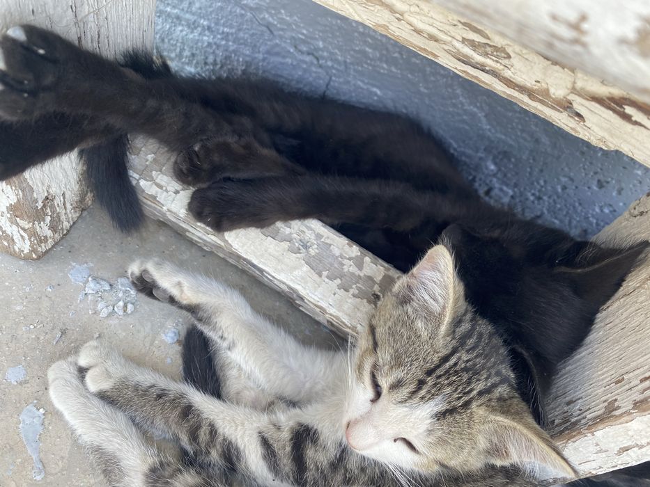 Отдам котят в хорошие руки