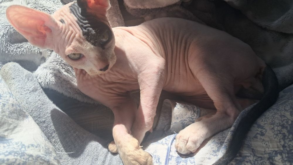 Канадский сфинкс