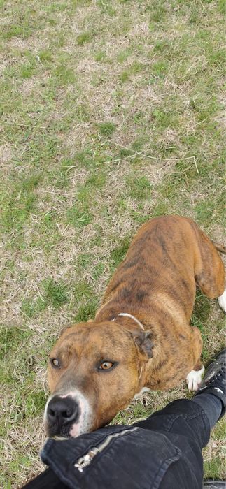 Caine rasa Amstaff