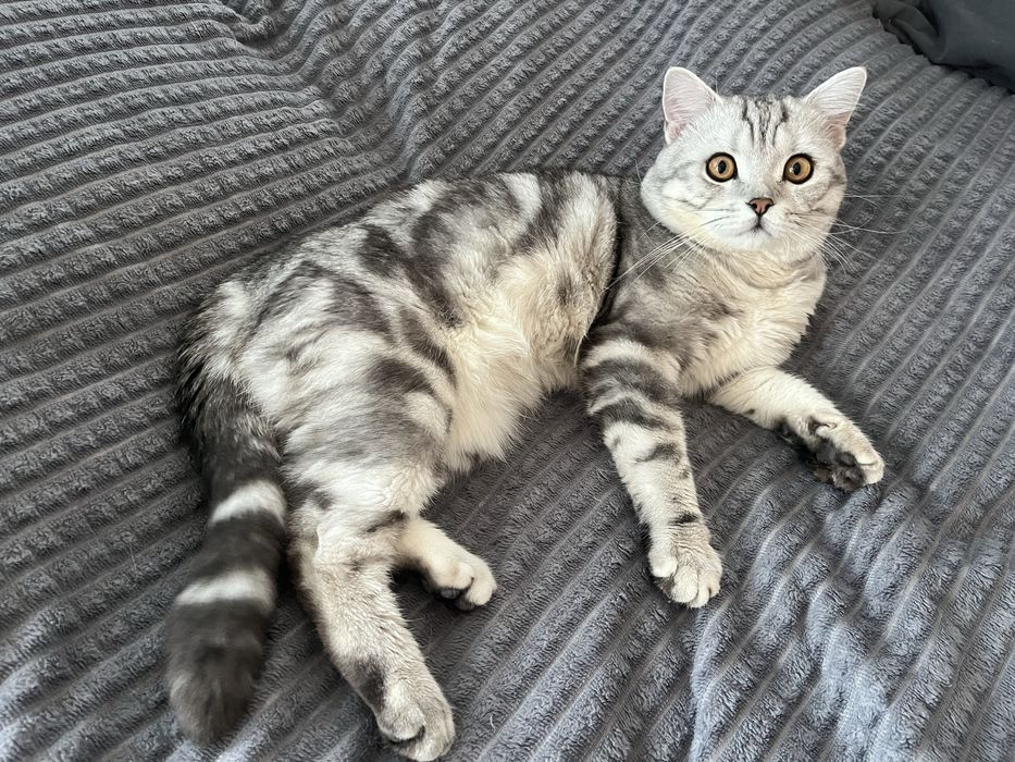 Вязка. Шотландец (скоттиш-страйт)