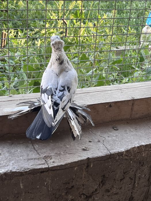 продается соч, самец