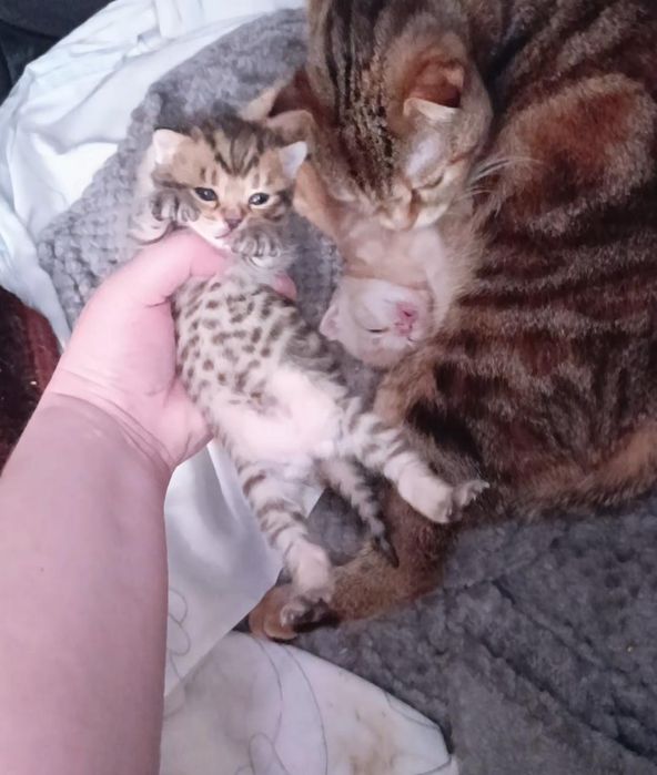 Шотландские котята