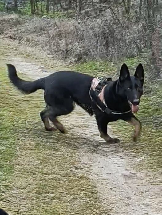 Femela Ciobanesc german, pedigree, 1,8 ani