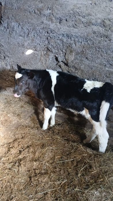 Продаётся теленок!