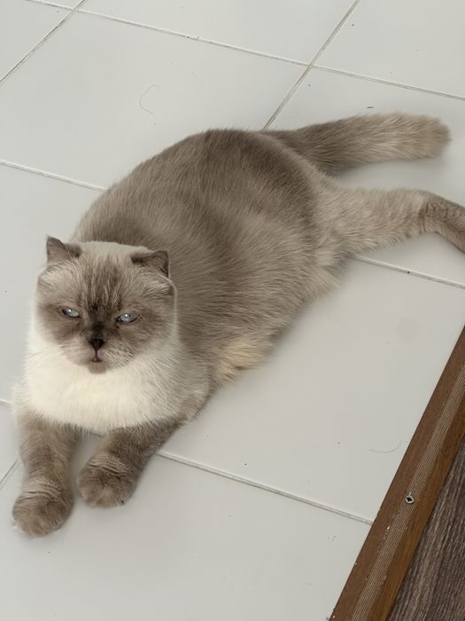 Котята Британские