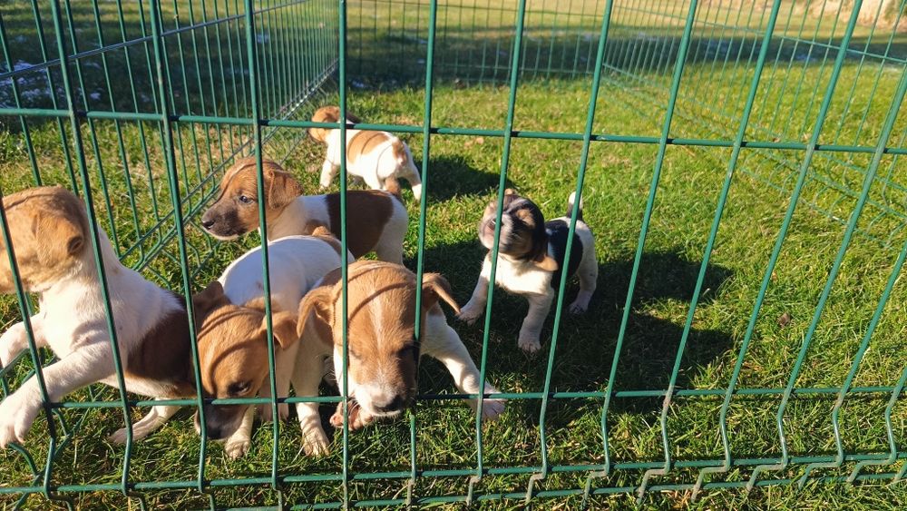 Джак ръсел териер