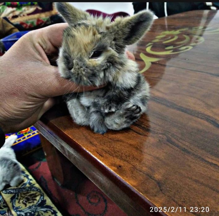 O'smidigan dekarativni quyonlar sotiladi