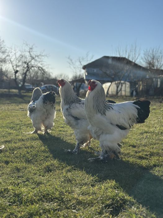 млади петли ( Колумбийска брама ) 3 броя