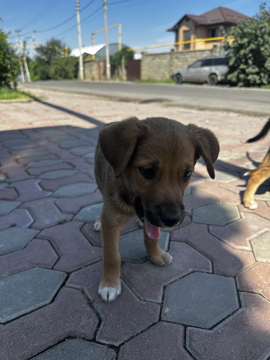Отдам бесплатно щенят