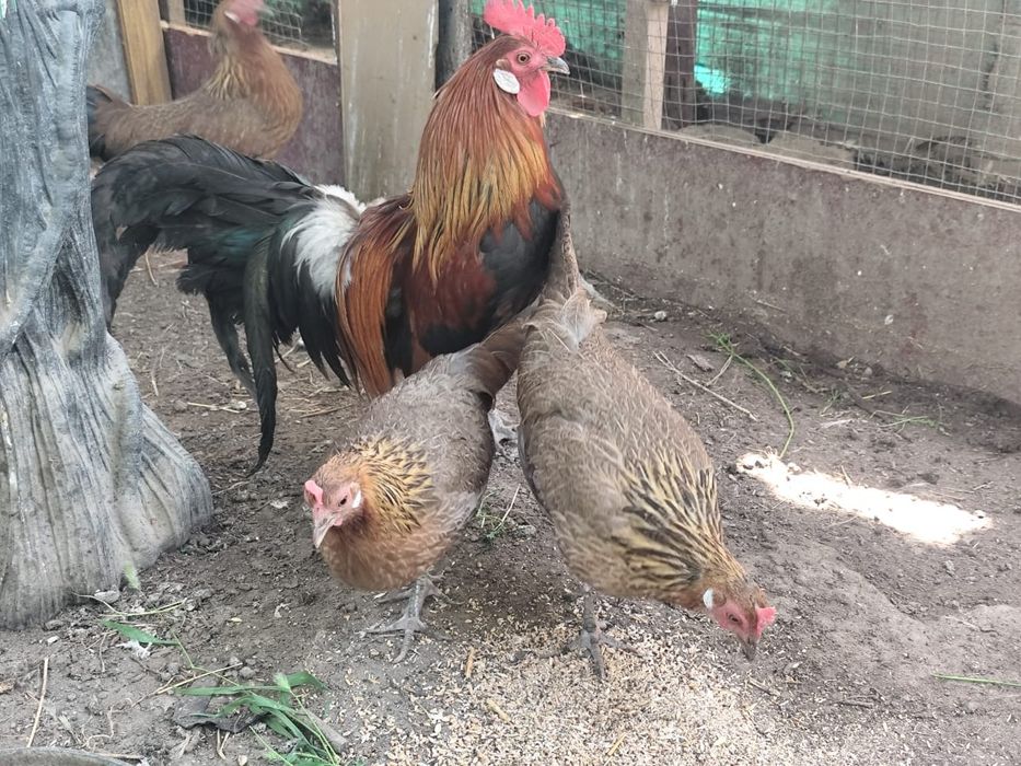 Продам карликовые куры