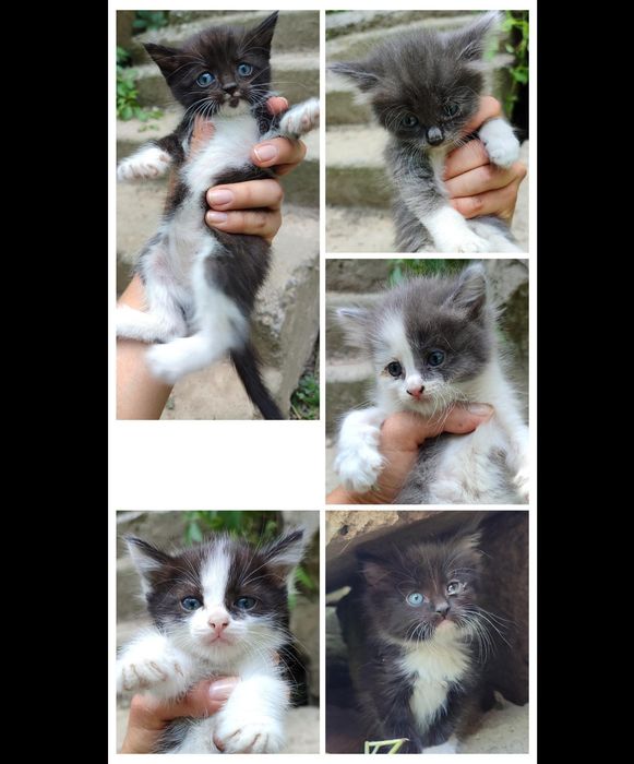 Котята в добрые руки
